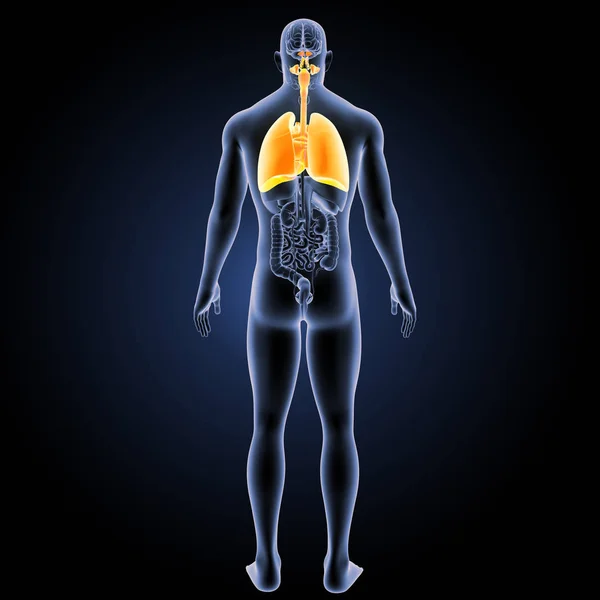 Οπίσθια προβολή αναπνευστικό σύστημα — Φωτογραφία Αρχείου