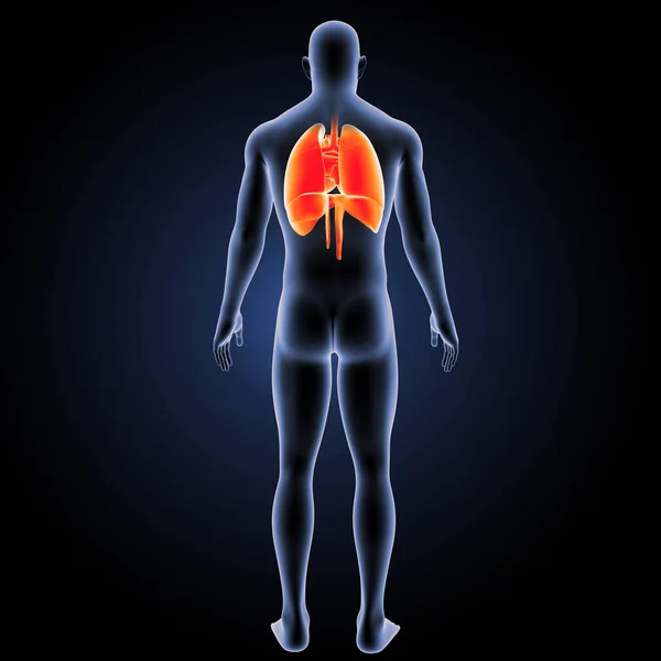 Respiratory system posterior view — Stock Photo, Image