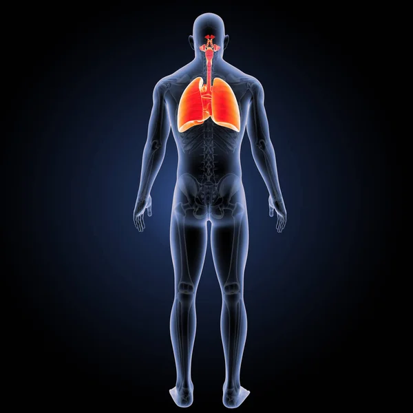Дыхательная система заднего вида — стоковое фото