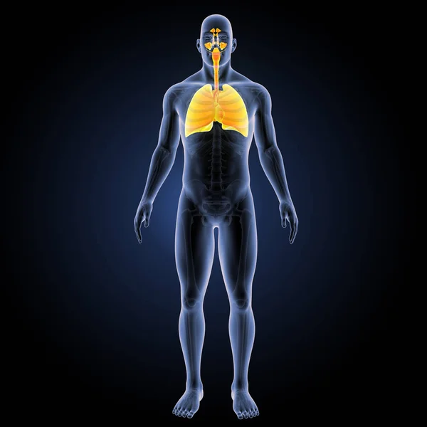 呼吸道系统前视图 — 图库照片