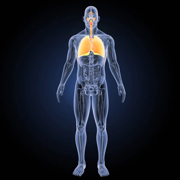 Respiratory system anterior view — Stock Photo, Image