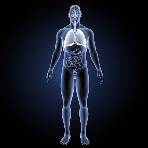 Solunum sistemi ön görünüm — Stok fotoğraf