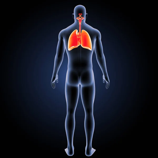 Respiratory system posterior view — Stock Photo, Image