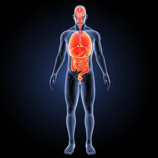Human Organs anterior view — Stock Photo, Image