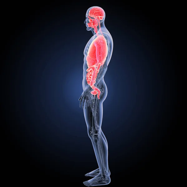 Human Organs lateral view — Stock Photo, Image