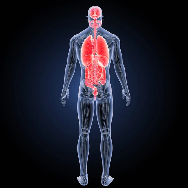 Human Organs posterior view — Stock Photo, Image