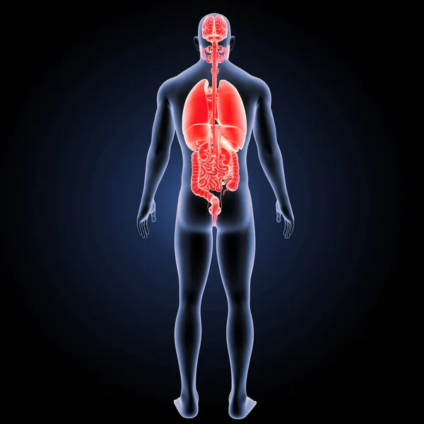 Human Organs posterior view — Stock Photo, Image