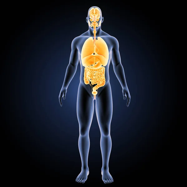 인간의 장기 앞쪽 보기 — 스톡 사진