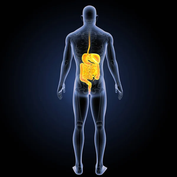 Digestive system posterieure weergave — Stockfoto