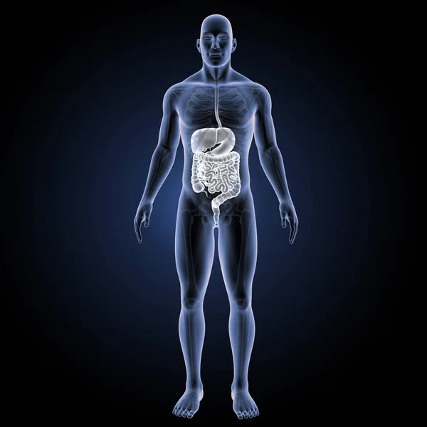 Sistema digestivo vista anterior — Fotografia de Stock