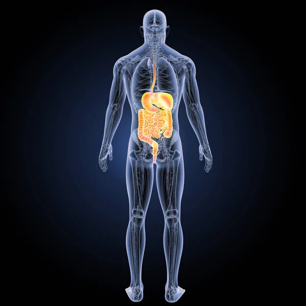 Tampilan posterior sistem pencernaan — Stok Foto