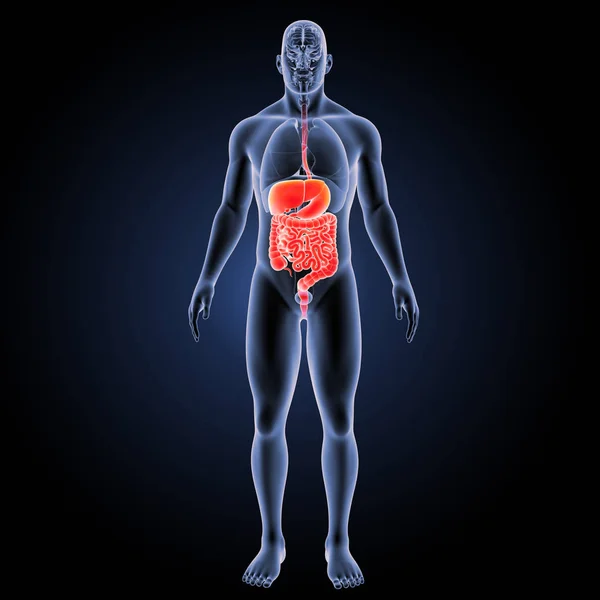 Vista anterior del sistema digestivo — Foto de Stock