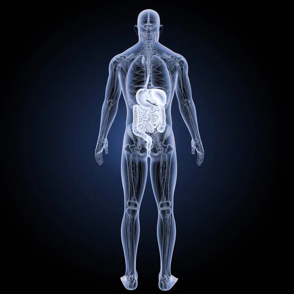 Tampilan posterior sistem pencernaan — Stok Foto