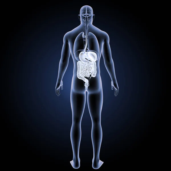 Vista posterior del sistema digestivo — Foto de Stock