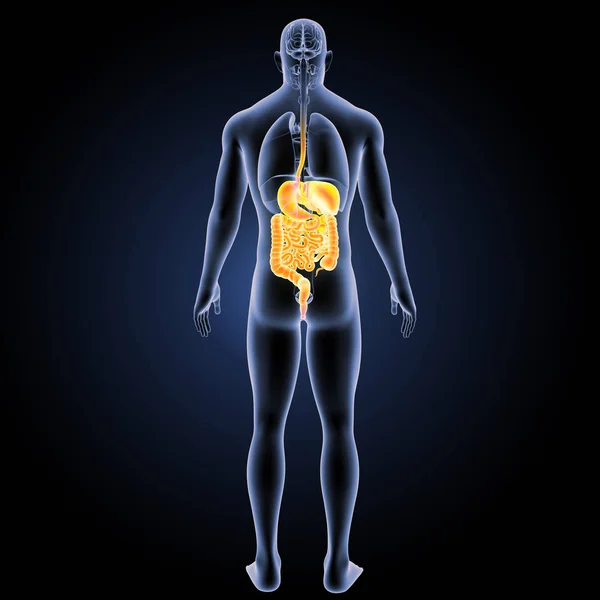 Digestive system posterieure weergave — Stockfoto