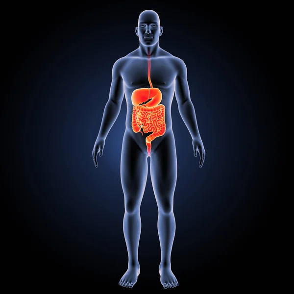 Digestive system anterior view — Stock Photo, Image