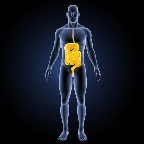 Digestive system anterior view — Stock Photo, Image