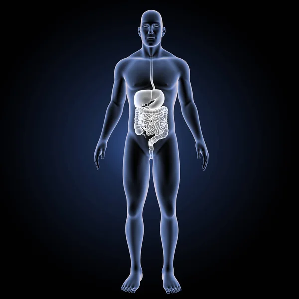Sistema digestivo vista anterior — Fotografia de Stock