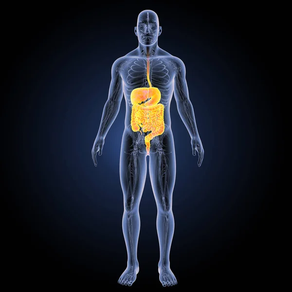 Digestive system anterior view — Stock Photo, Image