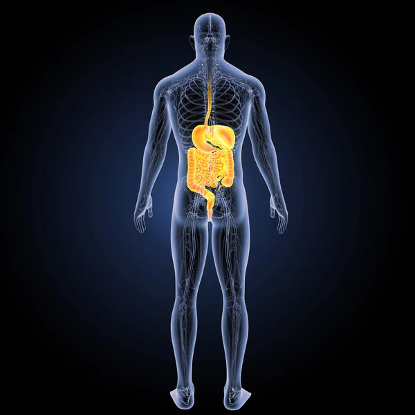 Tampilan posterior sistem pencernaan — Stok Foto