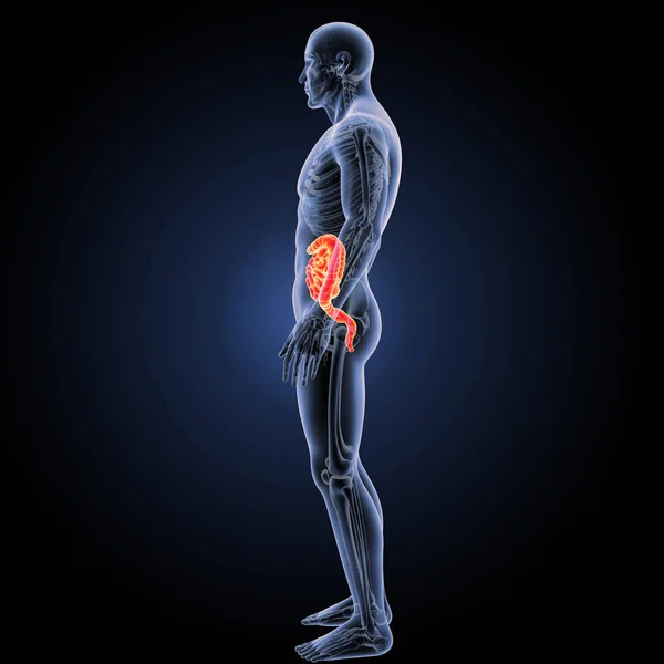 Digestive system anterior weergave — Stockfoto