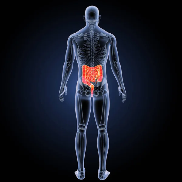 Sistema digestivo vista posterior — Fotografia de Stock