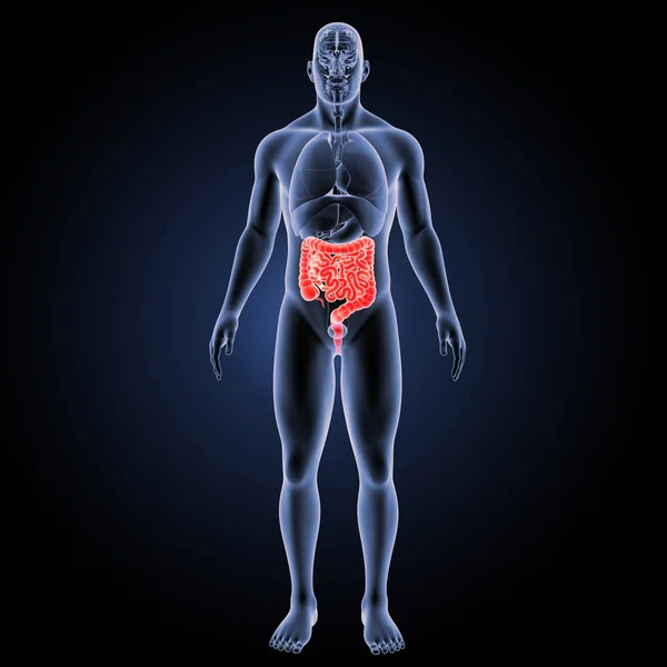 Visão anterior do intestino delgado e grosso — Fotografia de Stock