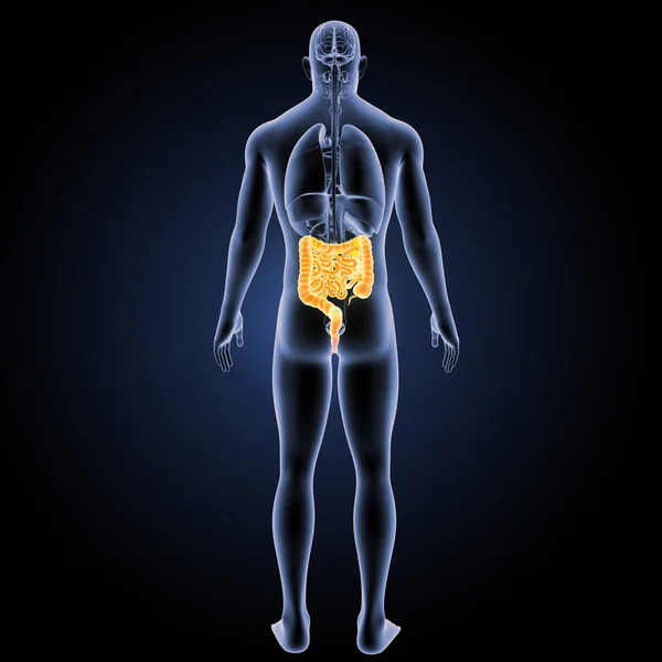 Vista posterior del intestino delgado y grueso — Foto de Stock
