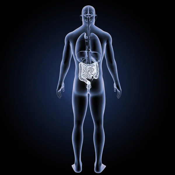Visão posterior do intestino delgado e grosso — Fotografia de Stock