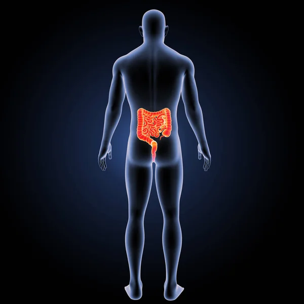 Small and large intestine posterior view — Stock Photo, Image