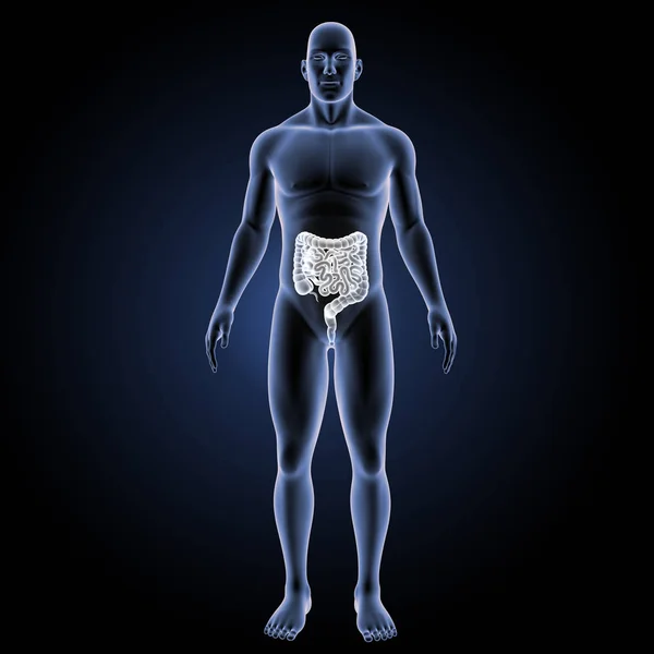 Visão anterior do intestino delgado e grosso — Fotografia de Stock