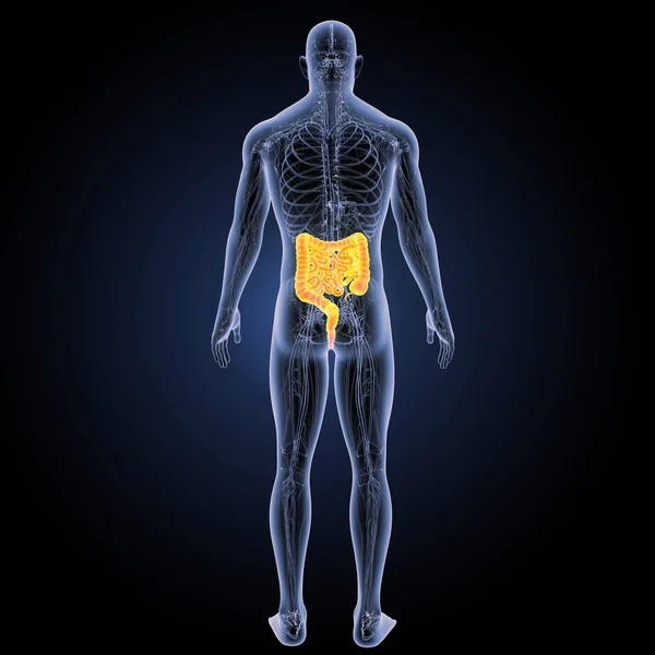 Vista posterior del intestino delgado y grueso — Foto de Stock