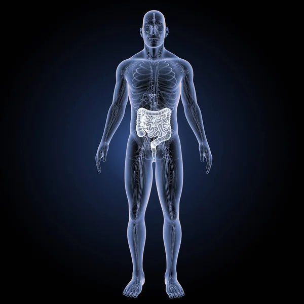 Intestino tenue e crasso vista anteriore — Foto Stock