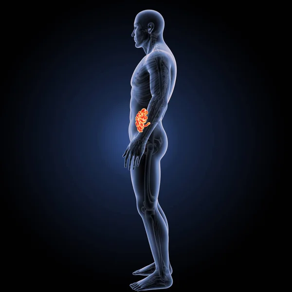 Visão lateral do intestino delgado — Fotografia de Stock