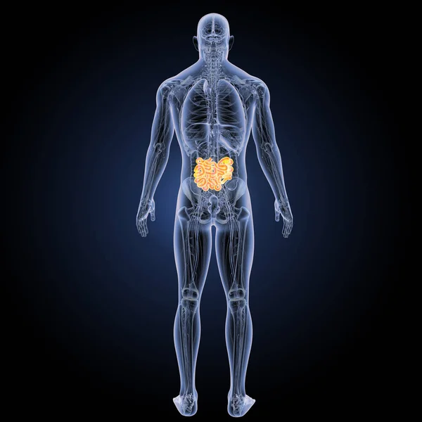 Вид ззаду тонкої кишки — стокове фото