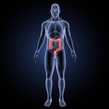 Büyük intertine ön görünümü