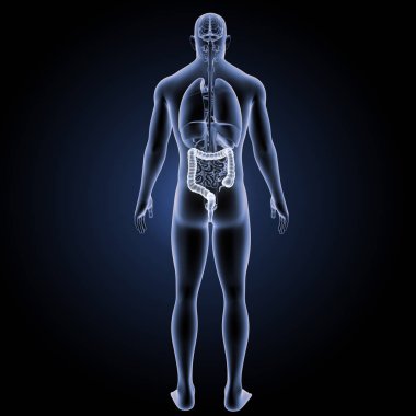 Büyük intertine arka görünüm 