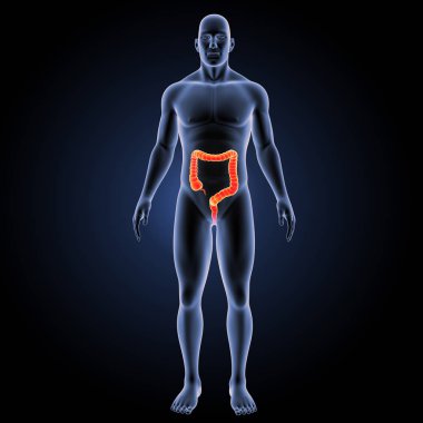 Büyük intertine ön görünümü 