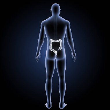 Büyük intertine arka görünüm