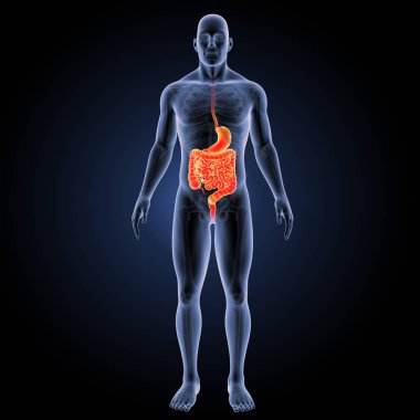 Sindirim sistemi ön görünüm
