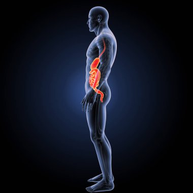 Sindirim sistemi yan görünüm 