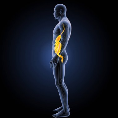 Sindirim sistemi yan görünüm 