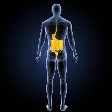 Sindirim sistemi arka görünüm 