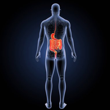 Sindirim sistemi arka görünüm 