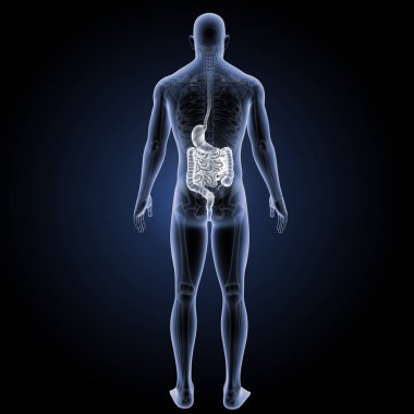 Sindirim sistemi arka görünüm 