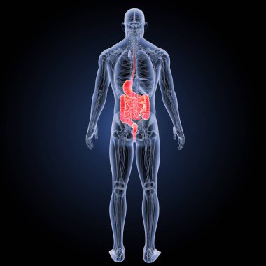 Sindirim sistemi arka görünüm 
