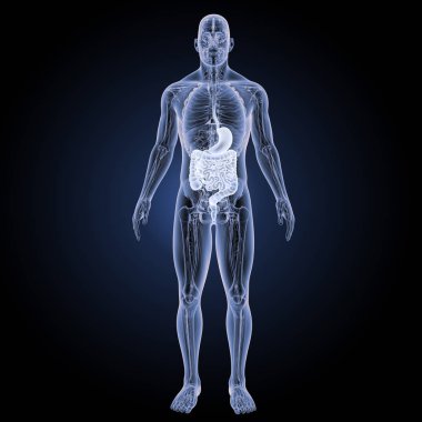 Sindirim sistemi ön görünüm 