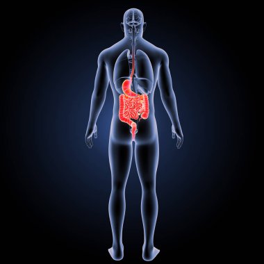 Sindirim sistemi arka görünüm 