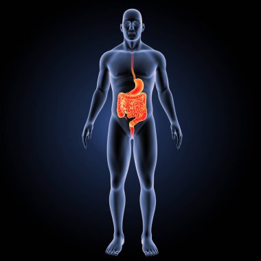 Sindirim sistemi ön görünüm 