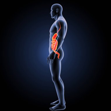 Sindirim sistemi yan görünüm